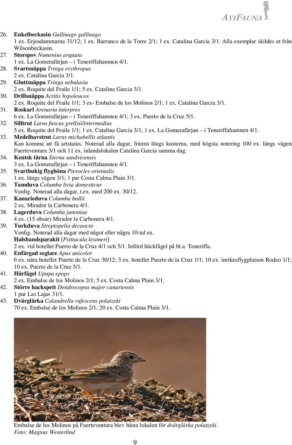 Catalina Garcia 3/1. 30. Drillsnäppa Actitis hypoleucos 2 ex. Roquite del Fraile 1/1; 3 ex- Embalse de los Molinos 2/1; 1 ex. Catalina Garcia 3/1. 31. Roskarl Arenaria interpres 6 ex.