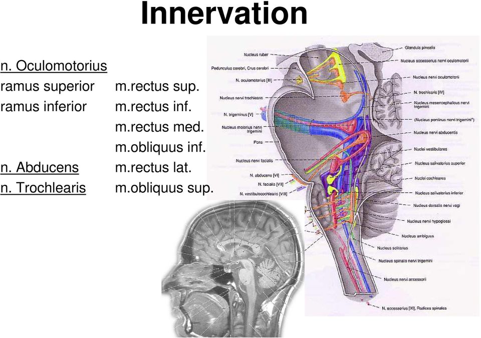 ramus inferior m.rectus inf. m.rectus med.