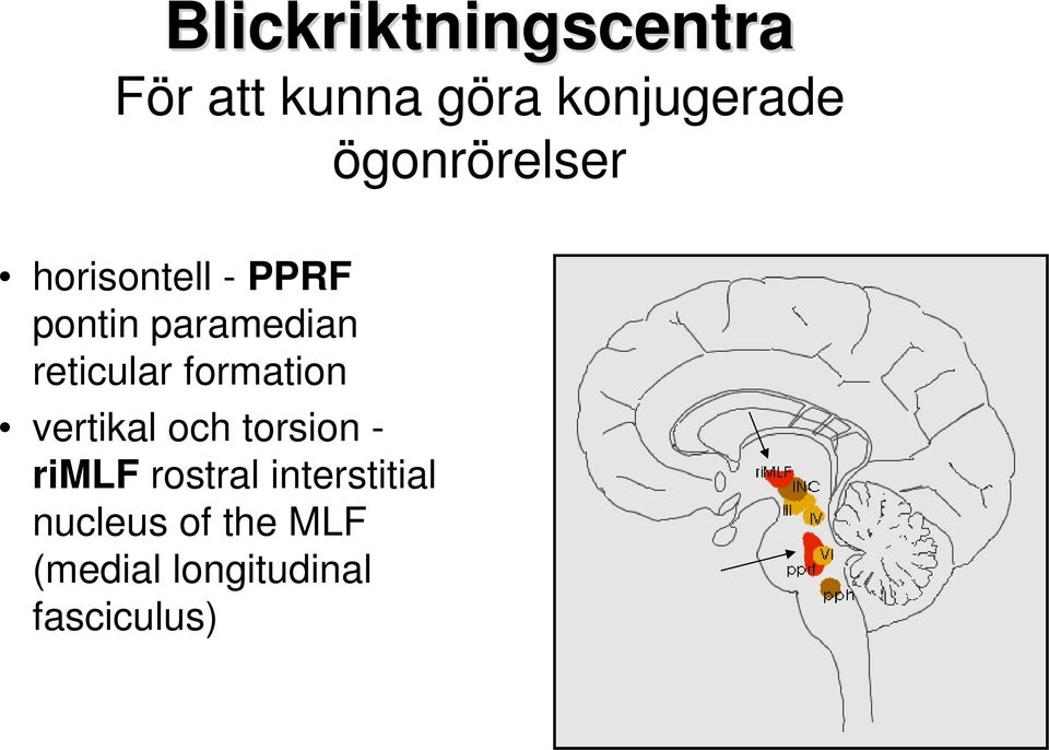 reticular formation vertikal och torsion - rimlf