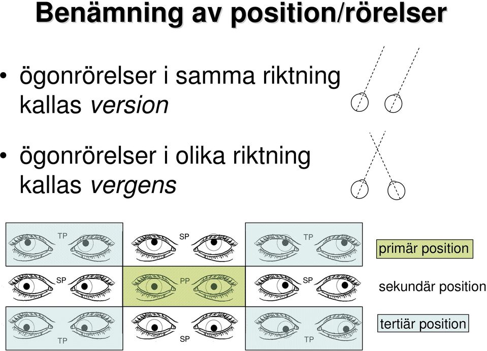 olika riktning kallas vergens TP SP TP primär