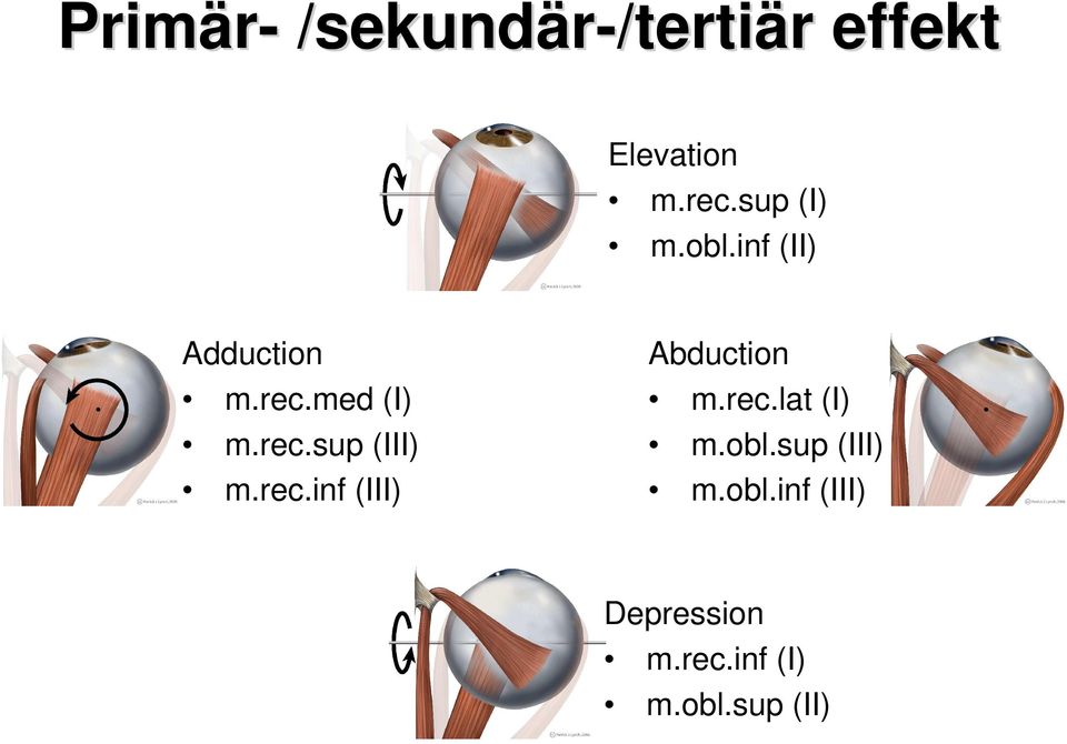 rec.inf (III) Abduction m.rec.lat (I) m.obl.sup (III) m.