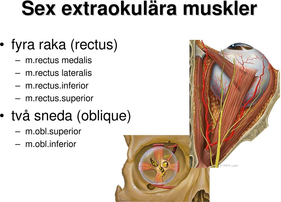 rectus lateralis m.rectus.inferior m.