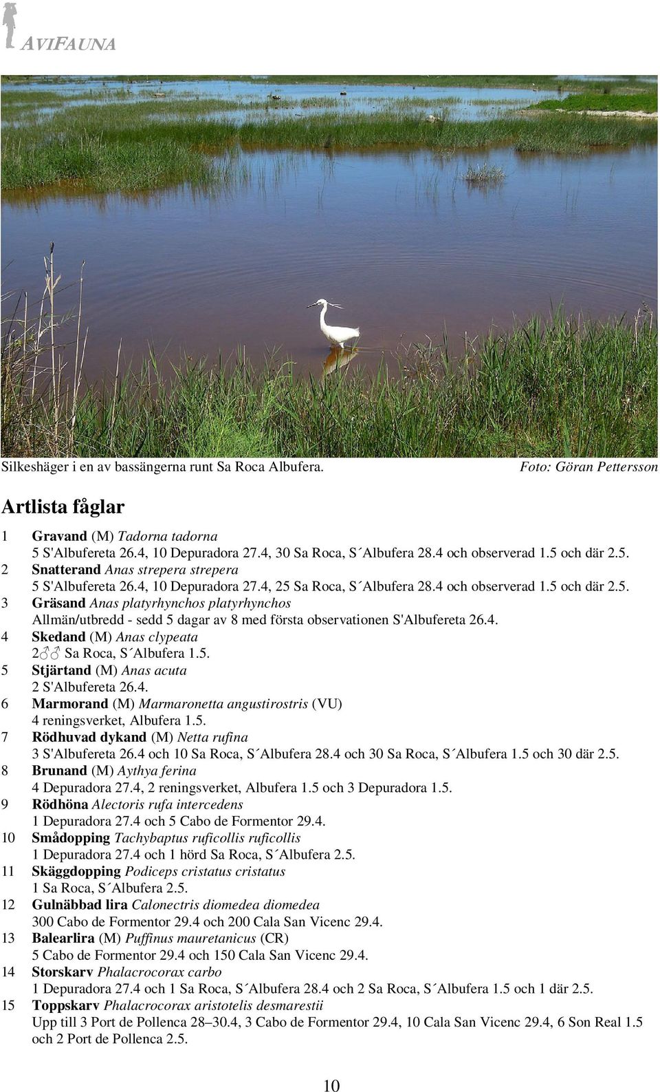 4. 4 Skedand (M) Anas clypeata 2 Sa Roca, S Albufera 1.5. 5 Stjärtand (M) Anas acuta 2 S'Albufereta 26.4. 6 Marmorand (M) Marmaronetta angustirostris (VU) 4 reningsverket, Albufera 1.5. 7 Rödhuvad dykand (M) Netta rufina 3 S'Albufereta 26.