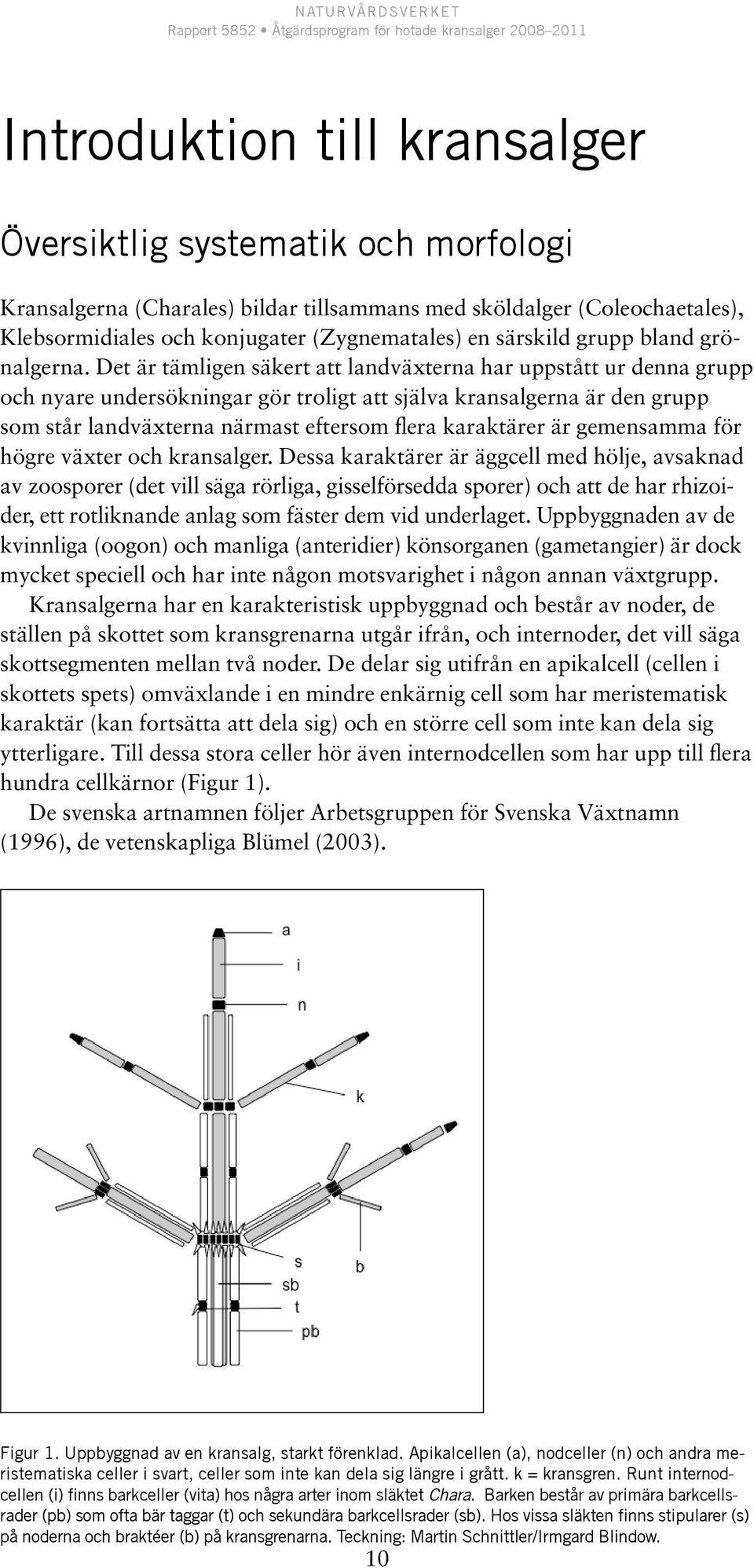 Det är tämligen säkert att landväxterna har uppstått ur denna grupp och nyare undersökningar gör troligt att själva kransalgerna är den grupp som står landväxterna närmast eftersom flera karaktärer