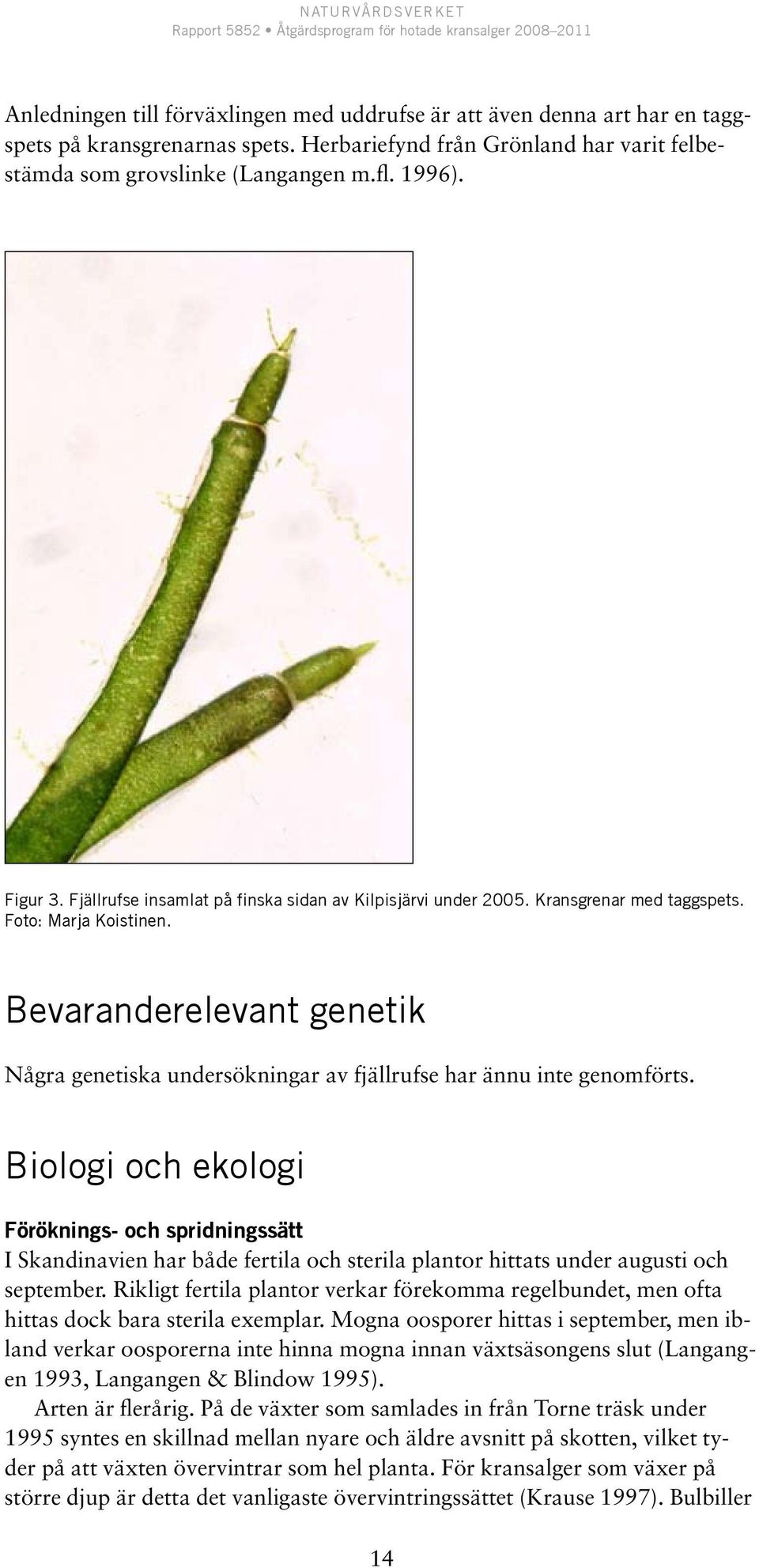 Bevaranderelevant genetik Några genetiska undersökningar av fjällrufse har ännu inte genomförts.