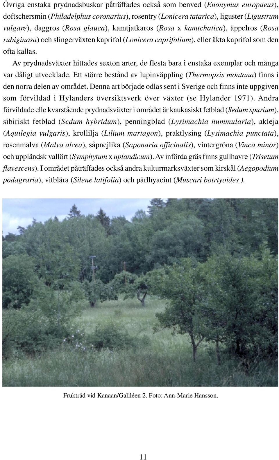 Av prydnadsväxter hittades sexton arter, de flesta bara i enstaka exemplar och många var dåligt utvecklade. Ett större bestånd av lupinväppling (Thermopsis montana) finns i den norra delen av området.