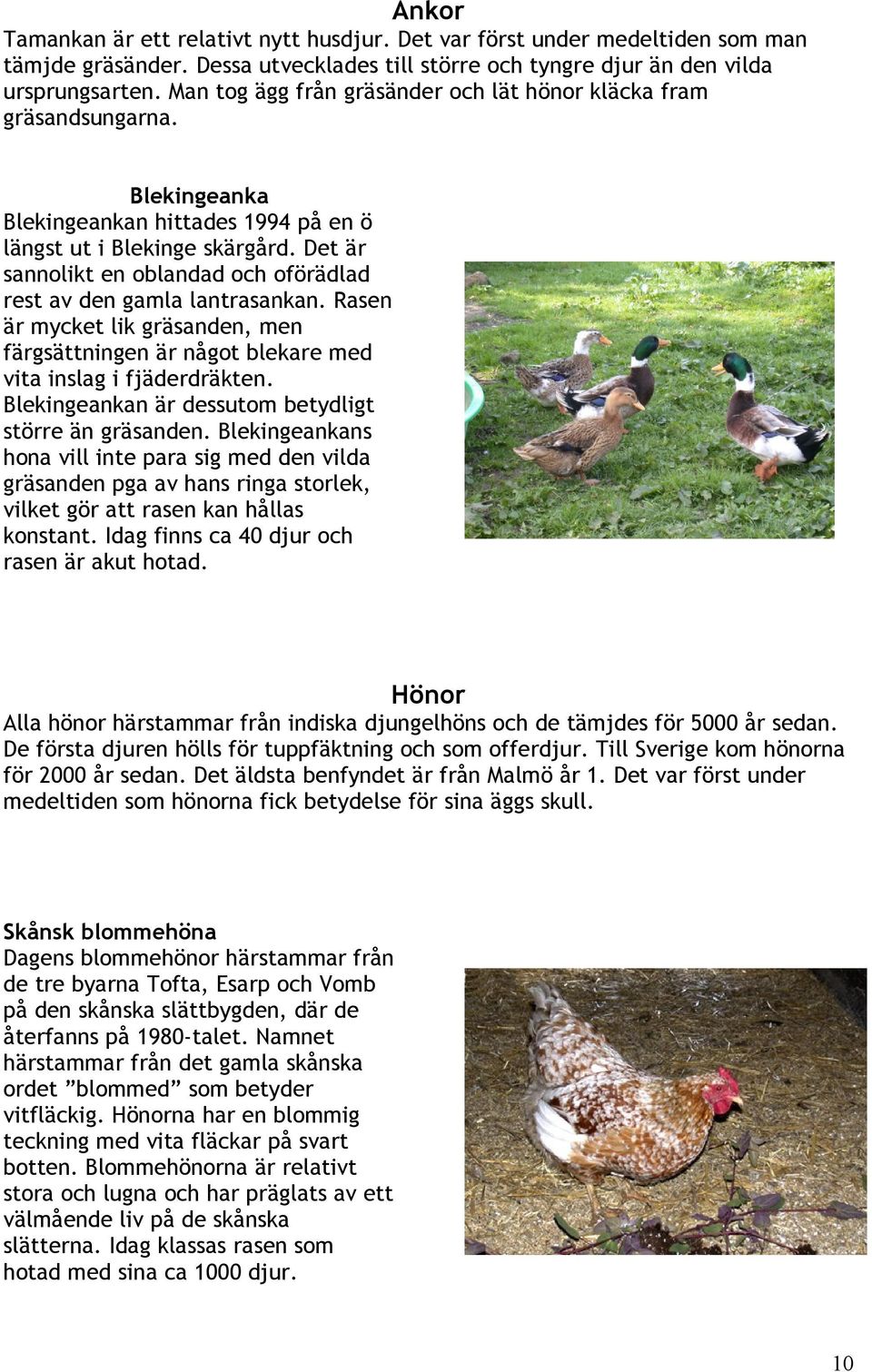 Det är sannolikt en oblandad och oförädlad rest av den gamla lantrasankan. Rasen är mycket lik gräsanden, men färgsättningen är något blekare med vita inslag i fjäderdräkten.