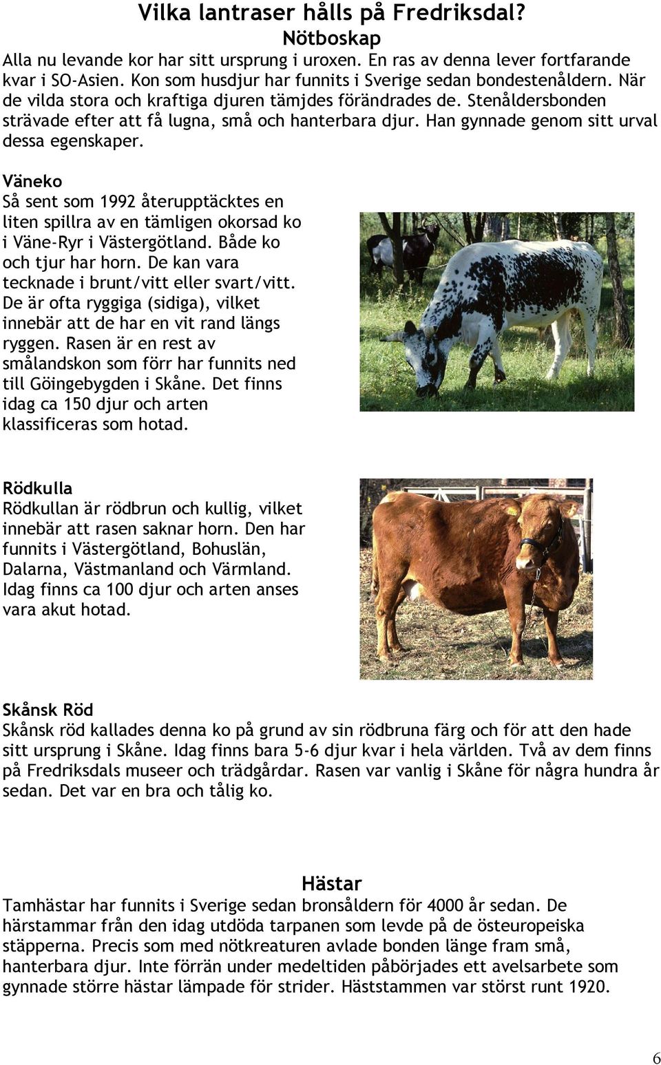 Han gynnade genom sitt urval dessa egenskaper. Väneko Så sent som 1992 återupptäcktes en liten spillra av en tämligen okorsad ko i Väne-Ryr i Västergötland. Både ko och tjur har horn.