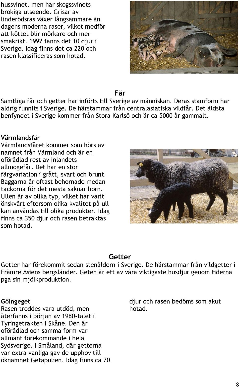 Deras stamform har aldrig funnits i Sverige. De härstammar från centralasiatiska vildfår. Det äldsta benfyndet i Sverige kommer från Stora Karlsö och är ca 5000 år gammalt.