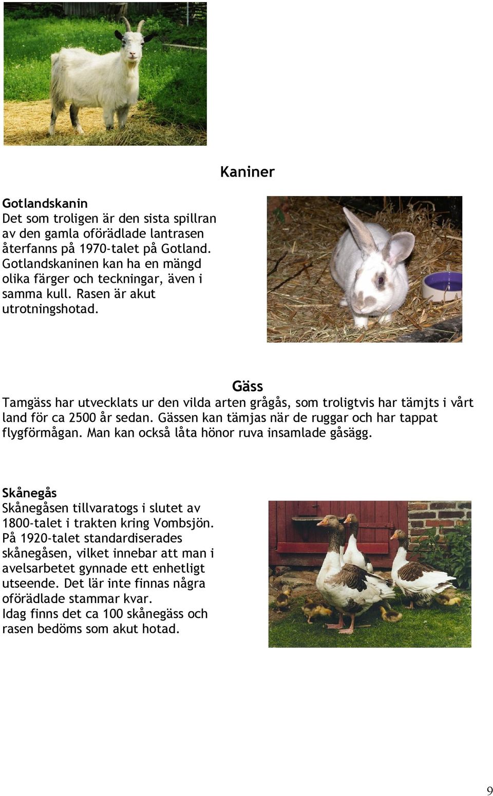 Gäss Tamgäss har utvecklats ur den vilda arten grågås, som troligtvis har tämjts i vårt land för ca 2500 år sedan. Gässen kan tämjas när de ruggar och har tappat flygförmågan.
