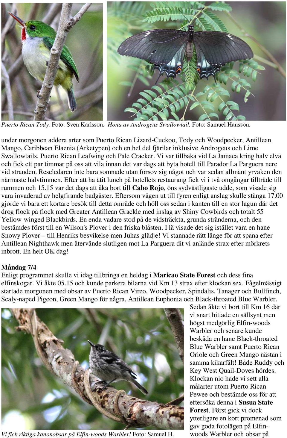 Puerto Rican Leafwing och Pale Cracker.