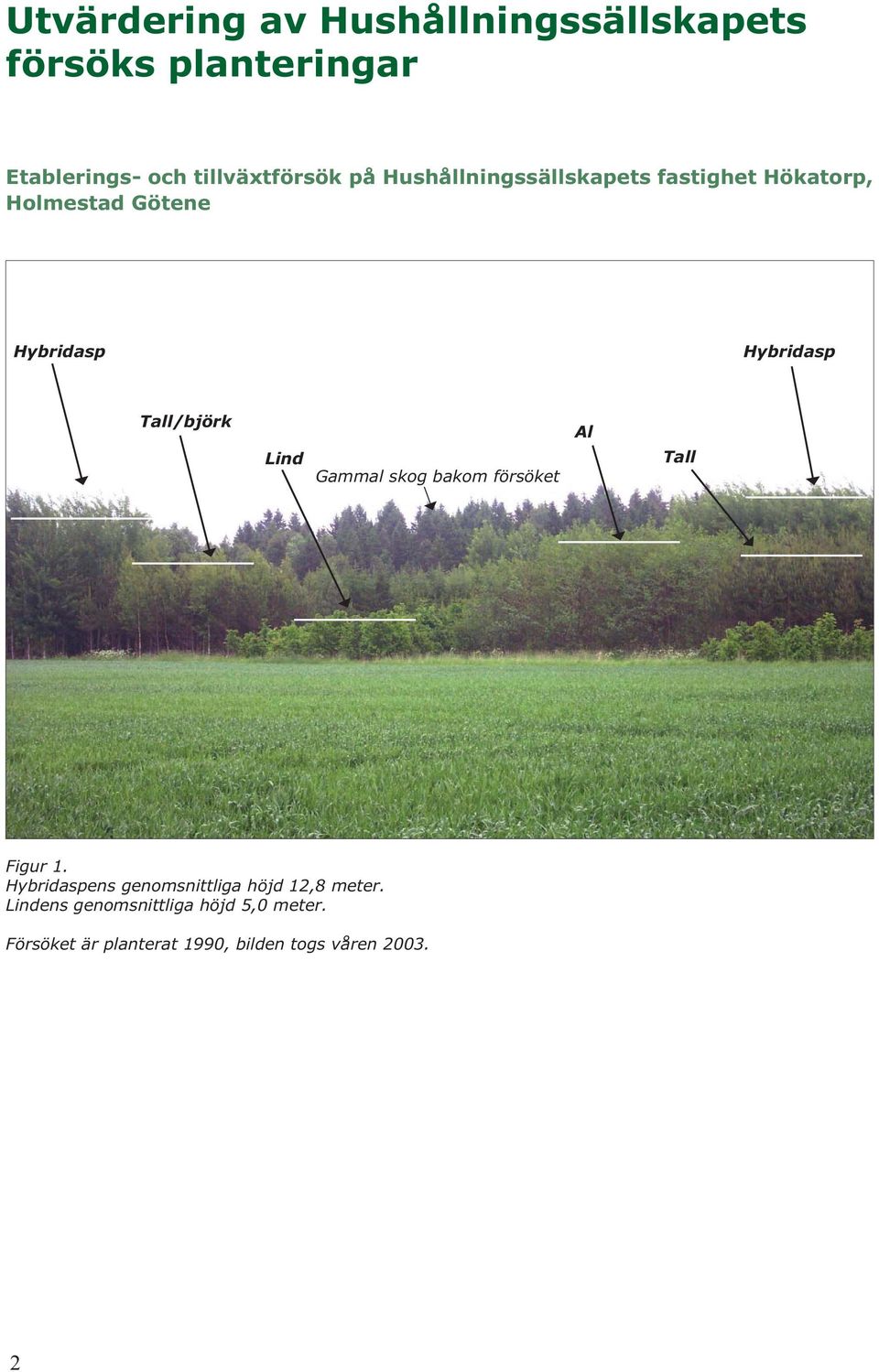 Tall/björk Lind Gammal skog bakom försöket Al Tall Figur 1.