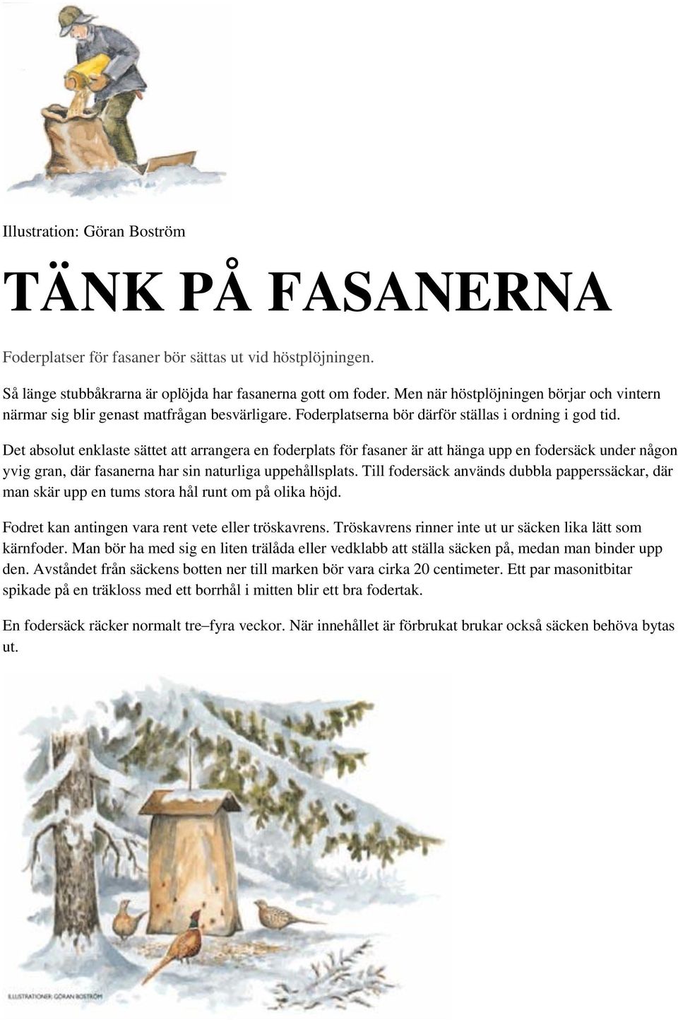 Det absolut enklaste sättet att arrangera en foderplats för fasaner är att hänga upp en fodersäck under någon yvig gran, där fasanerna har sin naturliga uppehållsplats.