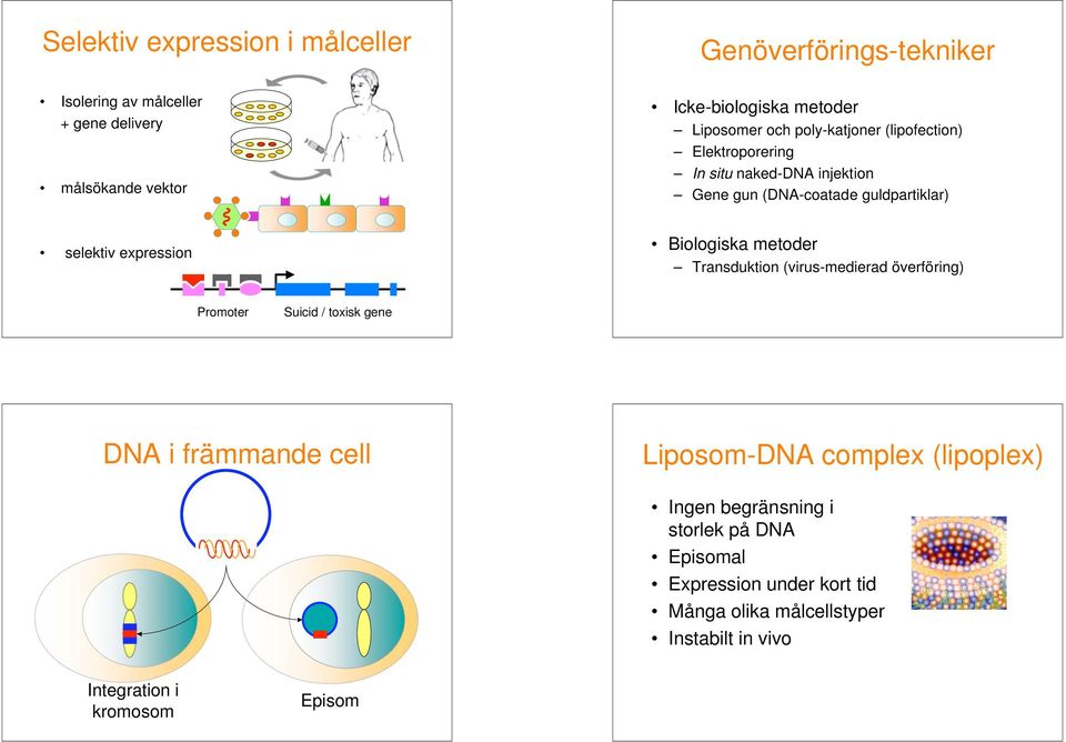 expression Biologiska metoder Transduktion (virus-medierad överföring) Promoter Suicid / toxisk gene DNA i främmande cell Liposom-DNA complex