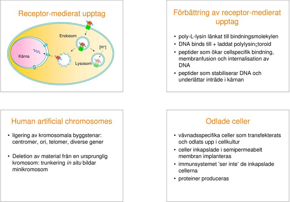 ligering av kromosomala byggstenar: centromer, ori, telomer, diverse gener Deletion av material från en ursprunglig kromosom: trunkering in situ bildar minikromosom Odlade celler