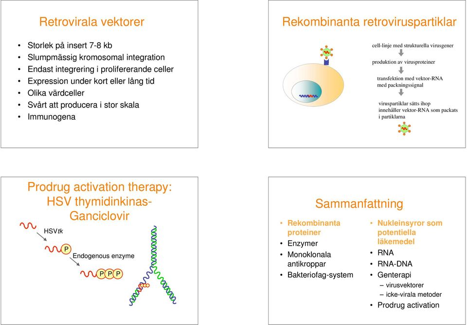 packningssignal viruspartiklar sätts ihop innehåller vektor-rna som packats i partiklarna Prodrug activation therapy: HSV thymidinkinas- Ganciclovir HSVtk P Endogenous enzyme P P P