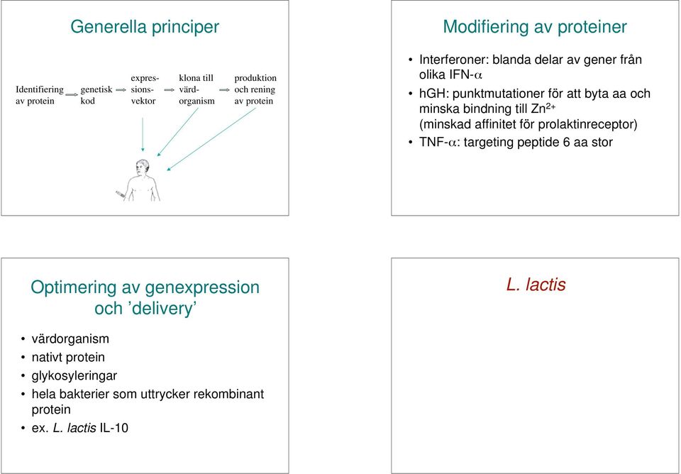 minska bindning till Zn 2+ (minskad affinitet för prolaktinreceptor) TNF- : targeting peptide 6 aa stor Optimering av