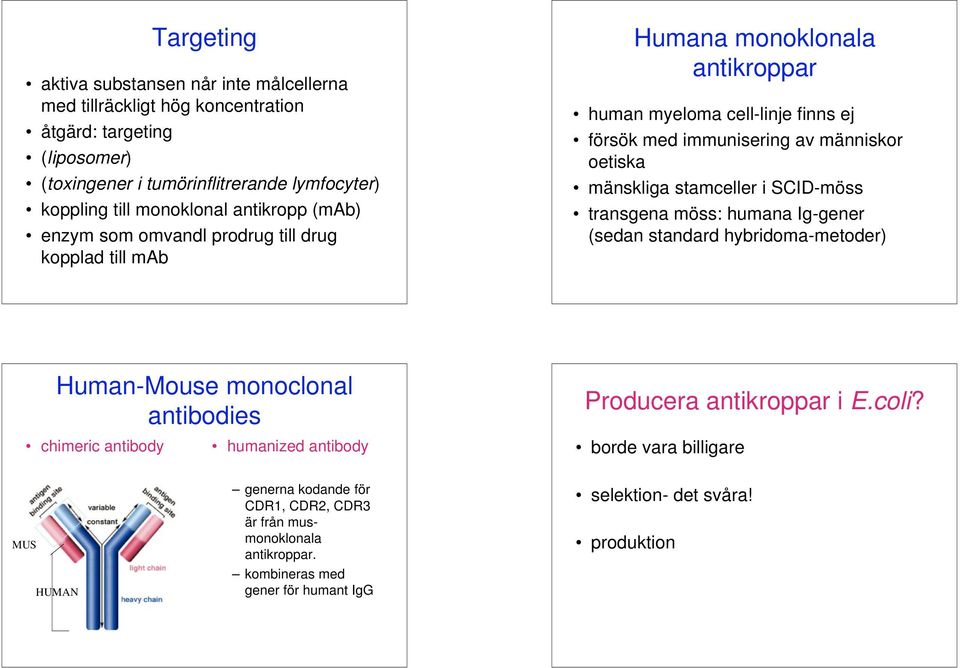 mänskliga stamceller i SCID-möss transgena möss: humana Ig-gener (sedan standard hybridoma-metoder) Human-Mouse monoclonal antibodies chimeric antibody humanized antibody Producera