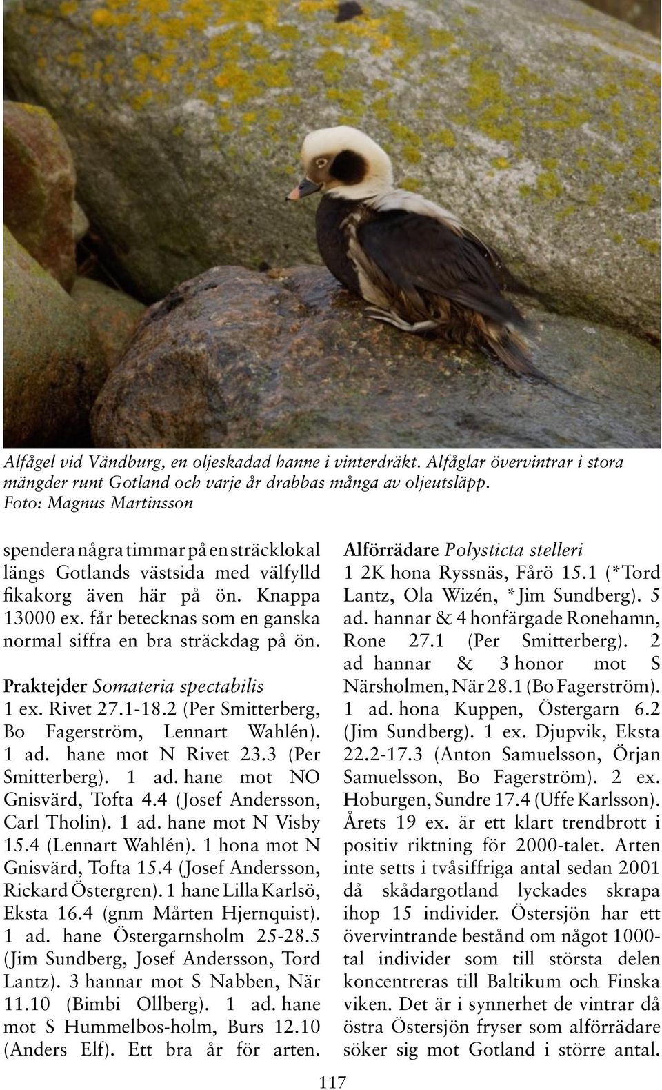 får betecknas som en ganska normal siffra en bra sträckdag på ön. Praktejder Somateria spectabilis 1 ex. Rivet 27.1-18.2 (Per Smitterberg, Bo Fagerström, Lennart Wahlén). 1 ad. hane mot N Rivet 23.
