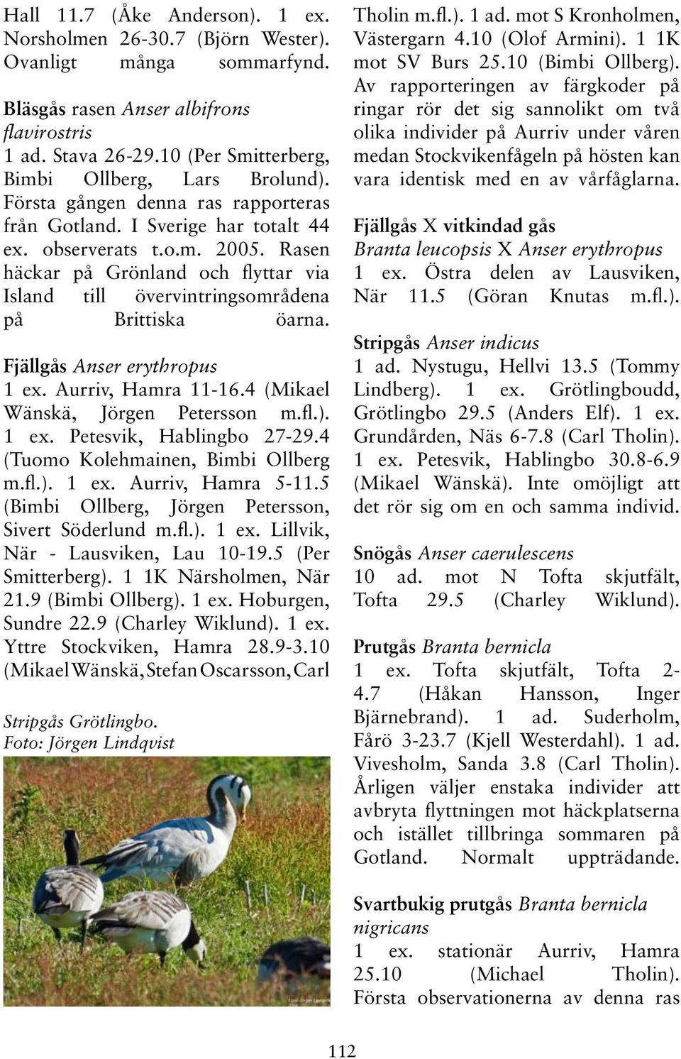 Rasen häckar på Grönland och flyttar via Island till övervintringsområdena på Brittiska öarna. Fjällgås Anser erythropus 1 ex. Aurriv, Hamra 11-16.4 (Mikael Wänskä, Jörgen Petersson m.fl.). 1 ex. Petesvik, Hablingbo 27-29.