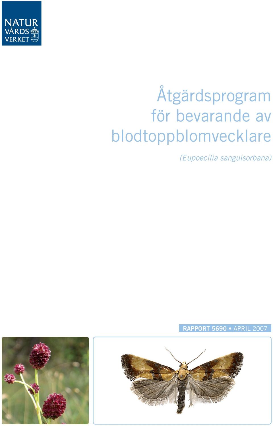 blodtoppblomvecklare