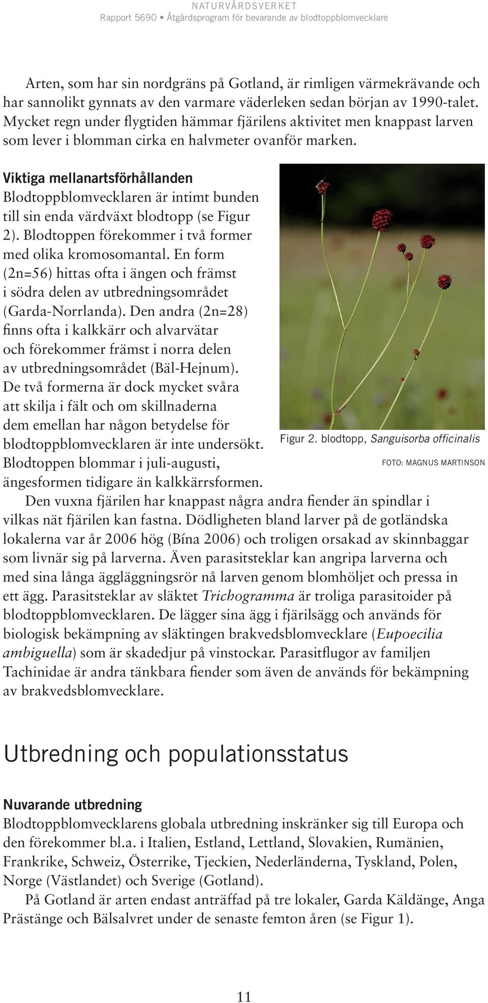 Viktiga mellanartsförhållanden Blodtoppblomvecklaren är intimt bunden till sin enda värdväxt blodtopp (se Figur 2). Blodtoppen förekommer i två former med olika kromosomantal.