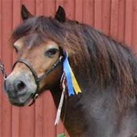 Moorland utställning