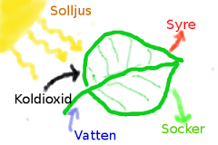 Bakterierna är encelliga och saknar cellkärna. De kallas för prokaryot.