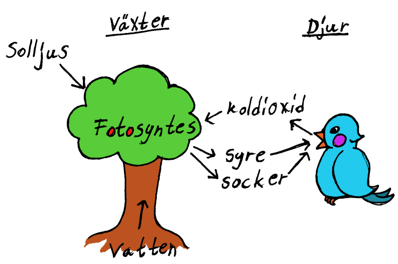 Fotosyntesen: Solljus + vatten + koldioxid syre + socker Cellandning Cellandning sker i alla celler, i både växter och i djur. Denna process används för att ge energi till organismen.