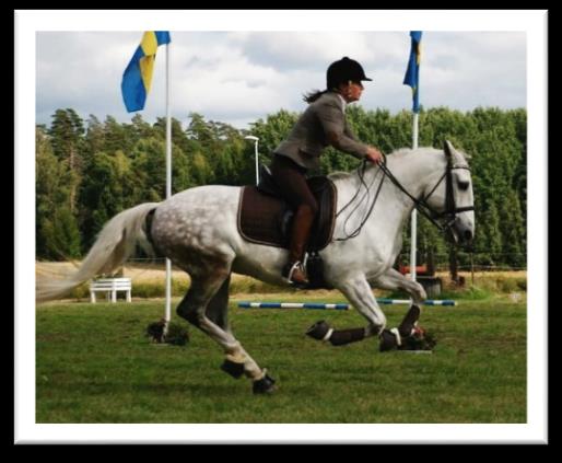 Vad är Working Equitation (WE) WE består av 3 moment; Dressyr, Teknik och Speed. Rids alltid i denna ordning.