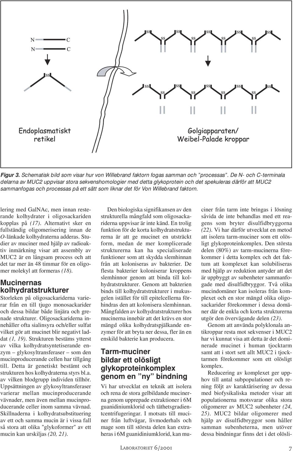 Willebrand faktorn. lering med GalNAc, men innan resterande kolhydrater i oligosackariden kopplas på (17). Alternativt sker en fullständig oligomerisering innan de O-länkade kolhydraterna adderas.