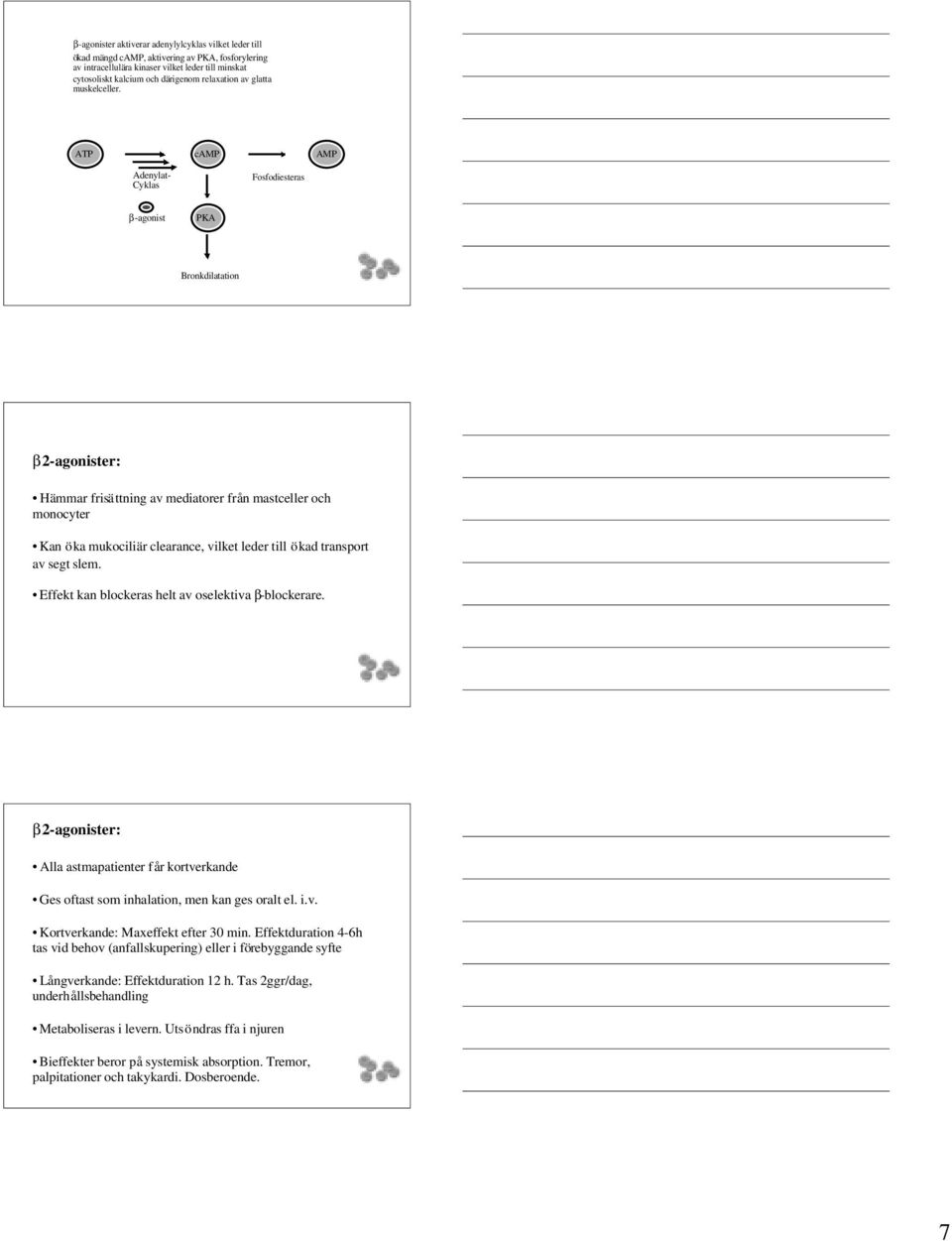 ATP camp AMP Adenylat- Cyklas Fosfodiesteras β-agonist PKA Bronkdilatation β2-agonister: Hämmar frisä ttning av mediatorer från mastceller och monocyter Kan öka mukociliär clearance, vilket leder