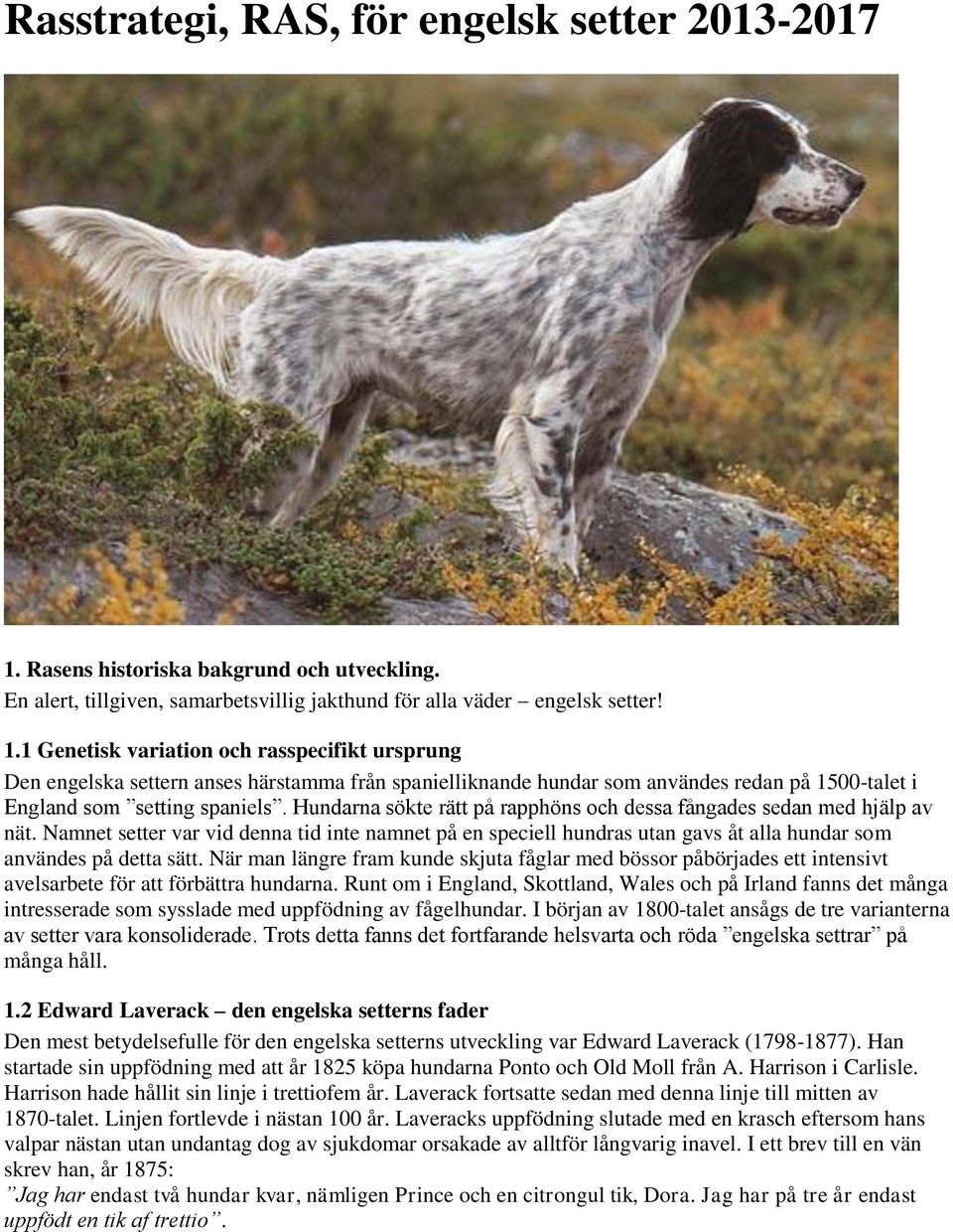 1 Genetisk variation och rasspecifikt ursprung Den engelska settern anses härstamma från spanielliknande hundar som användes redan på 1500-talet i England som setting spaniels.