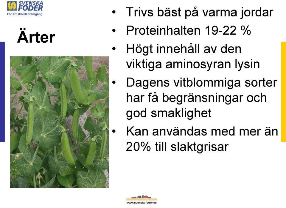 Dagens vitblommiga sorter har få begränsningar och