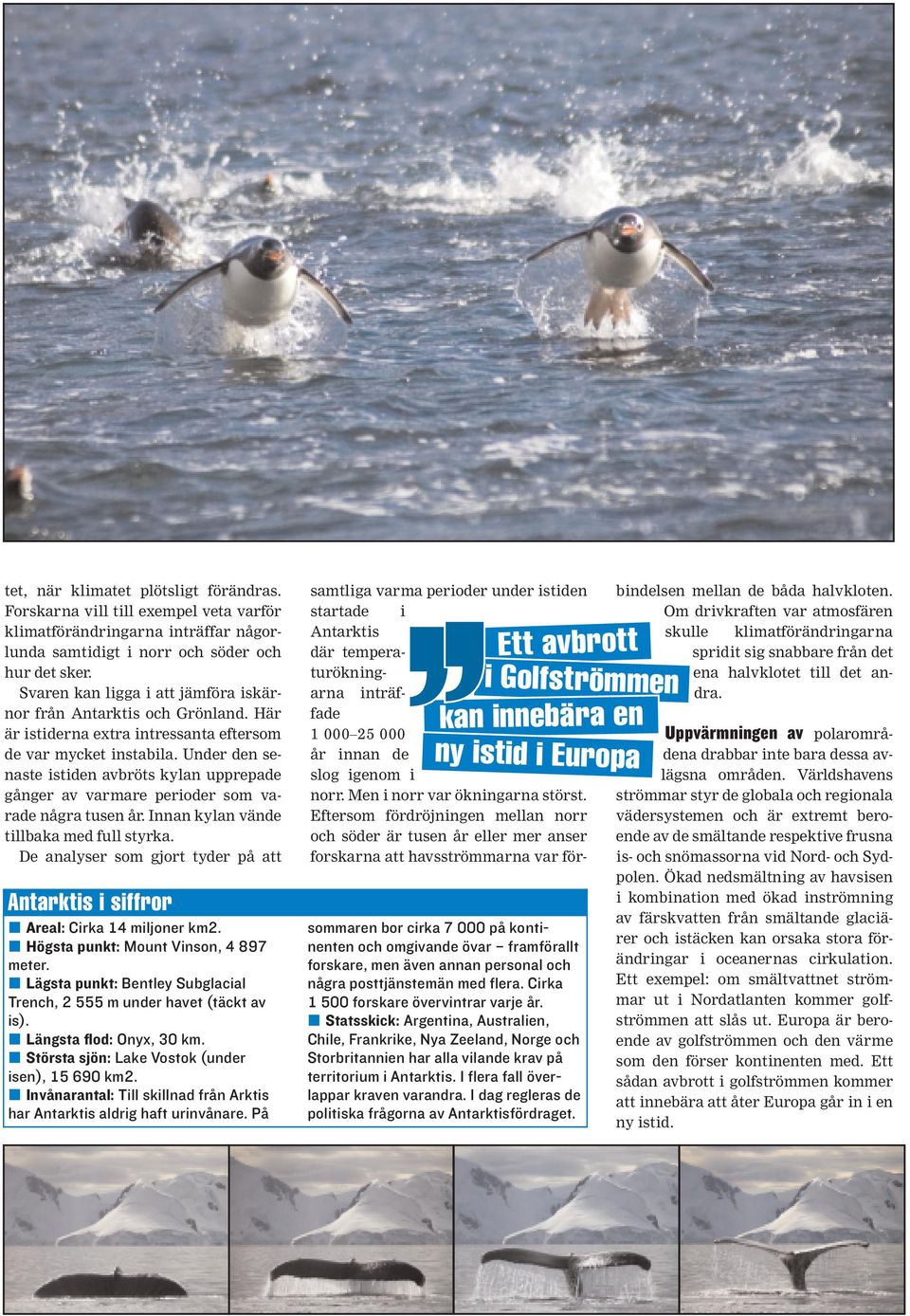 Under den senaste istiden avbröts kylan upprepade gånger av varmare perioder som varade några tusen år. Innan kylan vände tillbaka med full styrka.