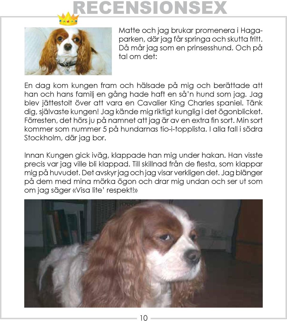 Jag blev jättestolt över att vara en Cavalier King Charles spaniel. Tänk dig, självaste kungen! Jag kände mig riktigt kunglig i det ögonblicket.