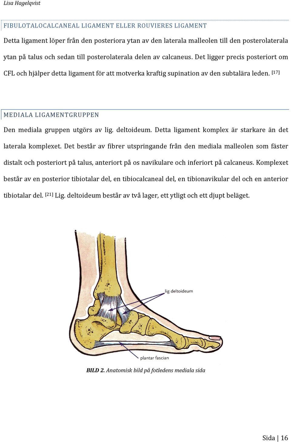[17] MEDIALA LIGAMENTGRUPPEN Den mediala gruppen utgörs av lig. deltoideum. Detta ligament komplex är starkare än det laterala komplexet.
