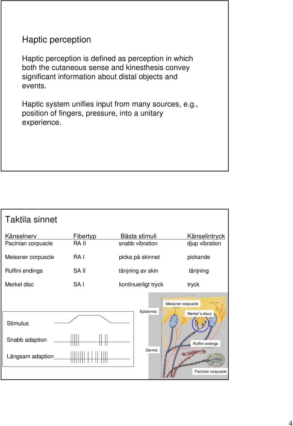 Taktila sinnet Känselnerv Fibertyp Bästa stimuli Känselintryck Pacinian corpuscle RA II snabb vibration djup vibration Meissner corpuscle RA I picka på skinnet pickande