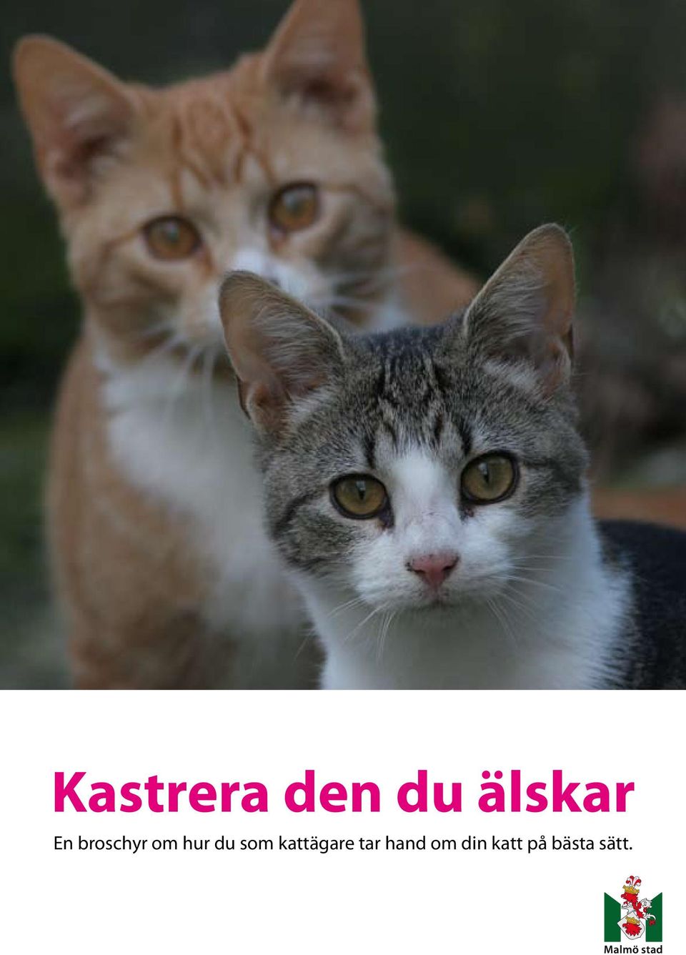 som kattägare tar hand