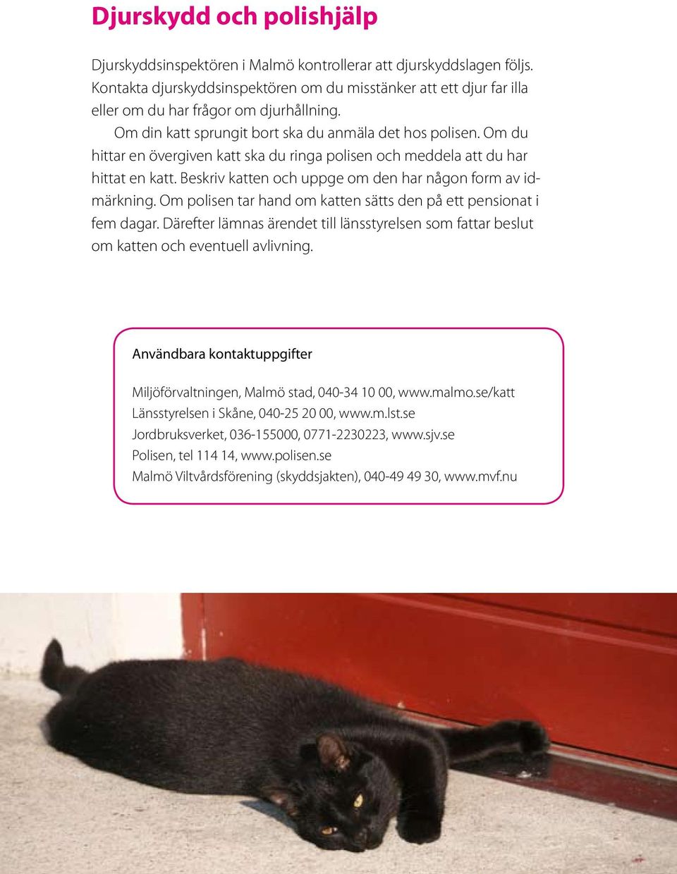 Om du hittar en övergiven katt ska du ringa polisen och meddela att du har hittat en katt. Beskriv katten och uppge om den har någon form av idmärkning.