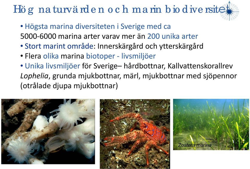 Flera olika marina biotoper livsmiljöer Unika livsmiljöer för Sverige hårdbottnar,