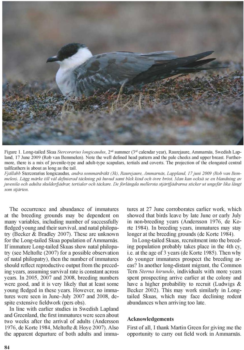 The projection of the elongated central tailfeathers is about as long as the tail.