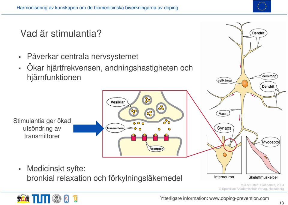 cellkärna cellkropp Dendrit Vesiklar Stimulantia ger ökad utsöndring av transmittorer Transmittorer Axon