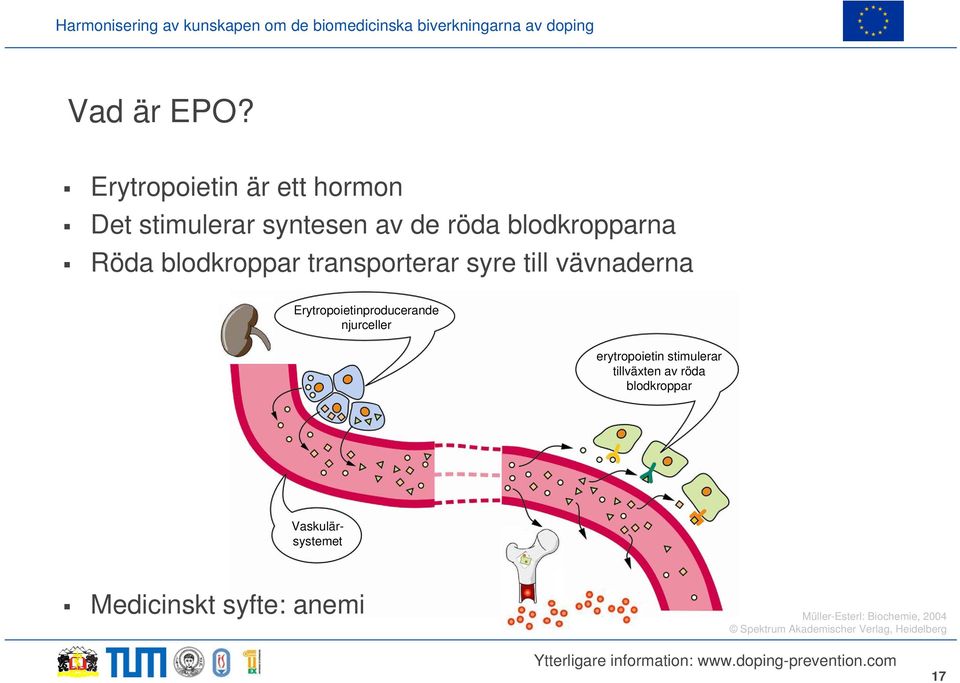 blodkroppar transporterar syre till vävnaderna Erytropoietinproducerande njurceller