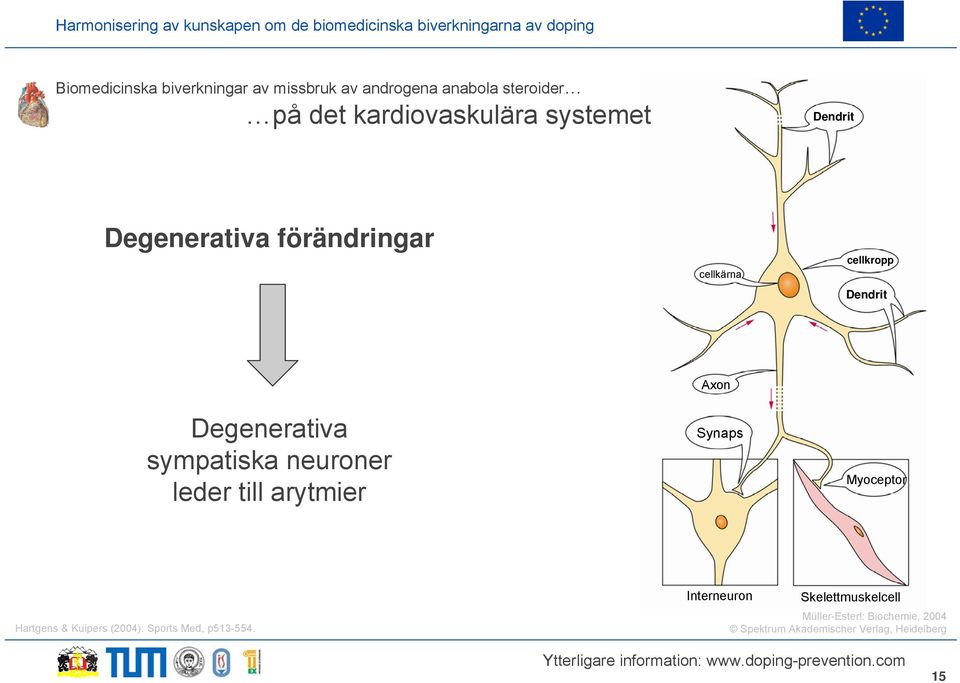 neuroner leder till arytmier Axon Synaps Myoceptor Hartgens & Kuipers (2004): Sports Med,