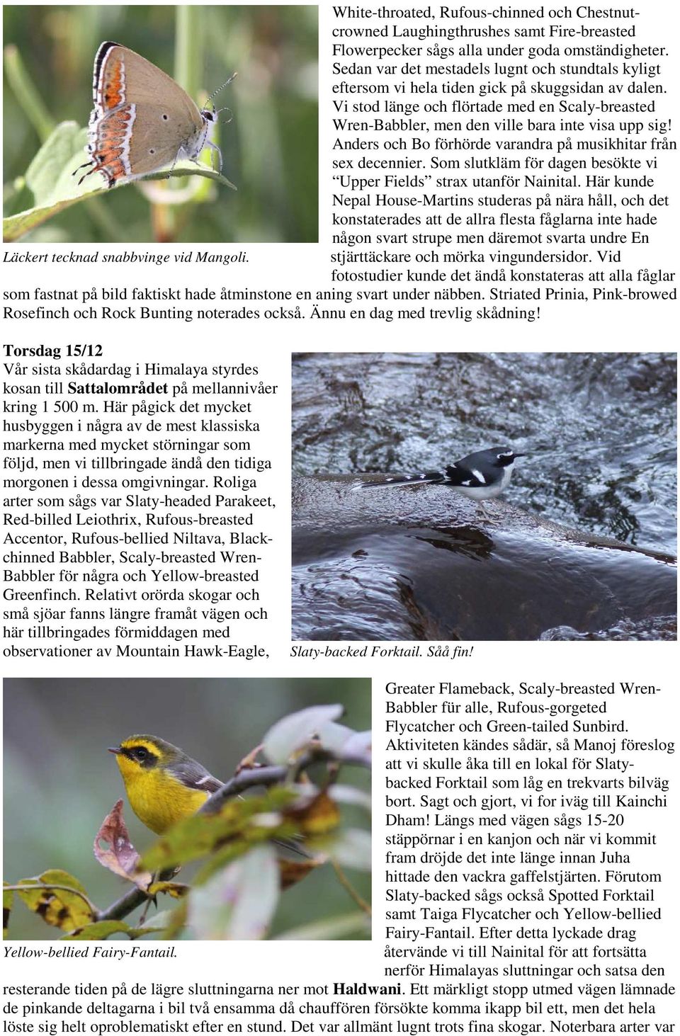 Vi stod länge och flörtade med en Scaly-breasted Wren-Babbler, men den ville bara inte visa upp sig! Anders och Bo förhörde varandra på musikhitar från sex decennier.