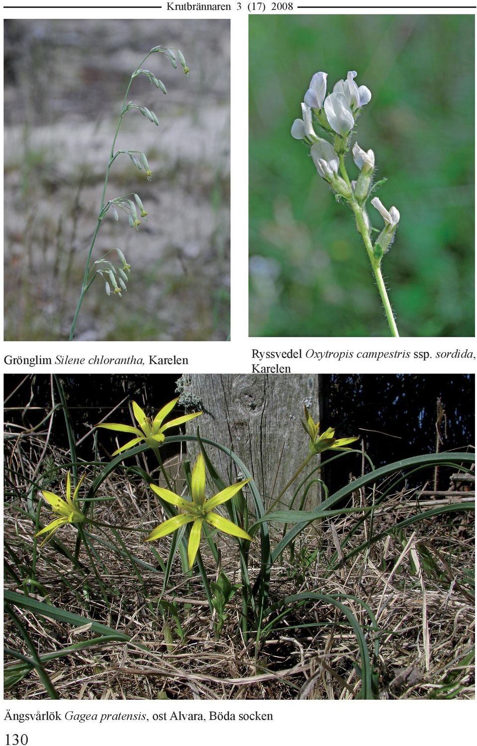 campestris ssp.