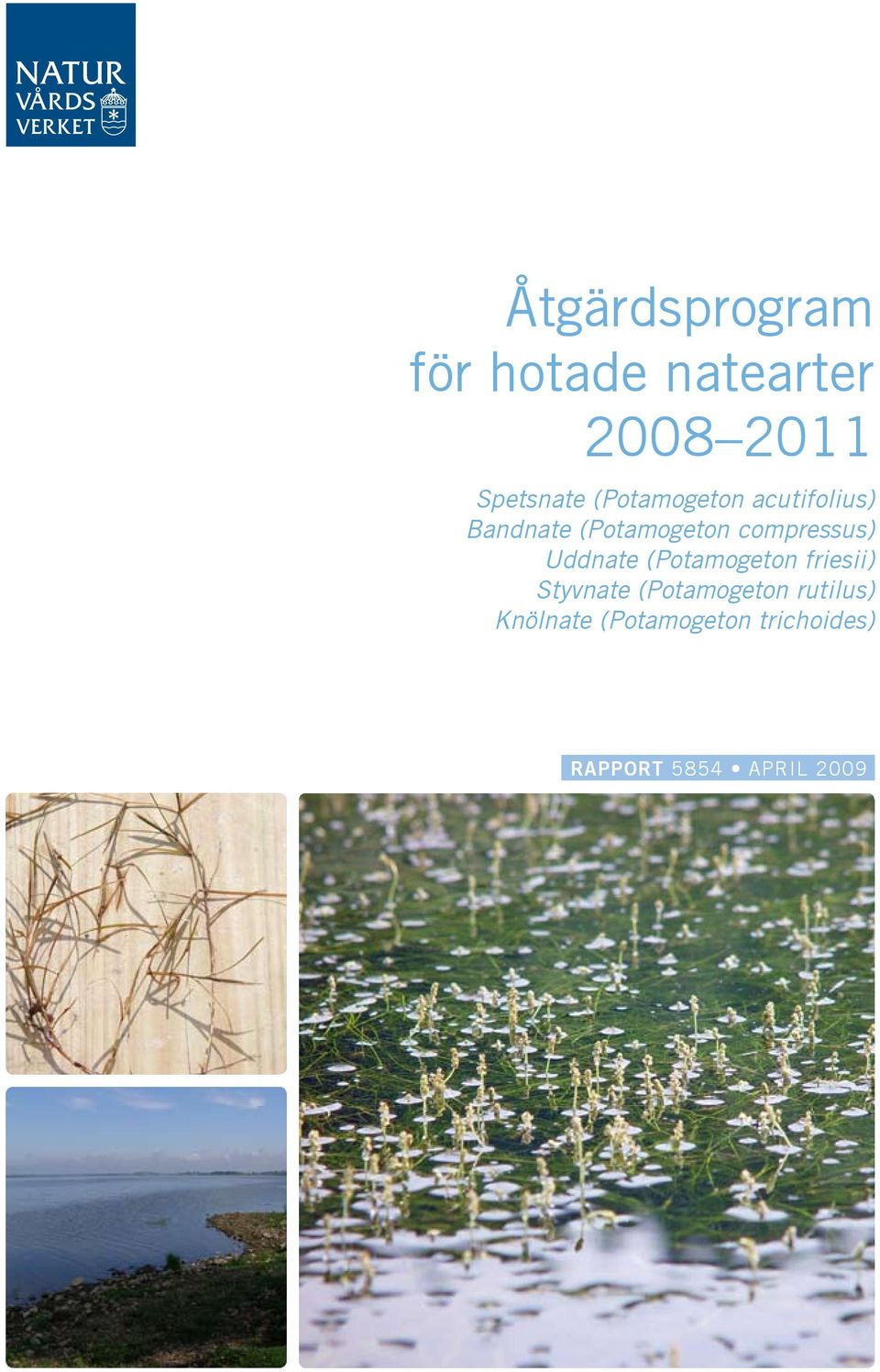 compressus) Uddnate (Potamogeton friesii) Styvnate