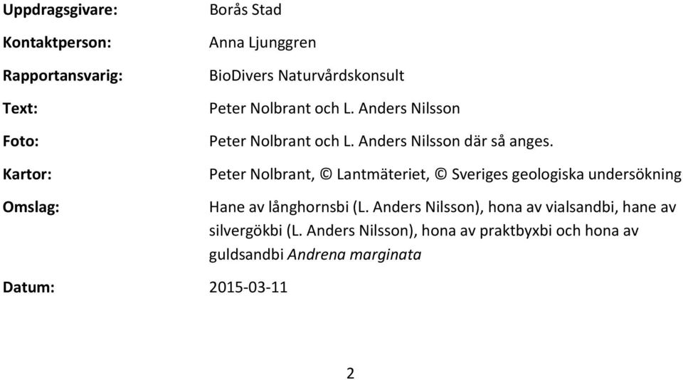 Peter Nolbrant, Lantmäteriet, Sveriges geologiska undersökning Hane av långhornsbi (L.