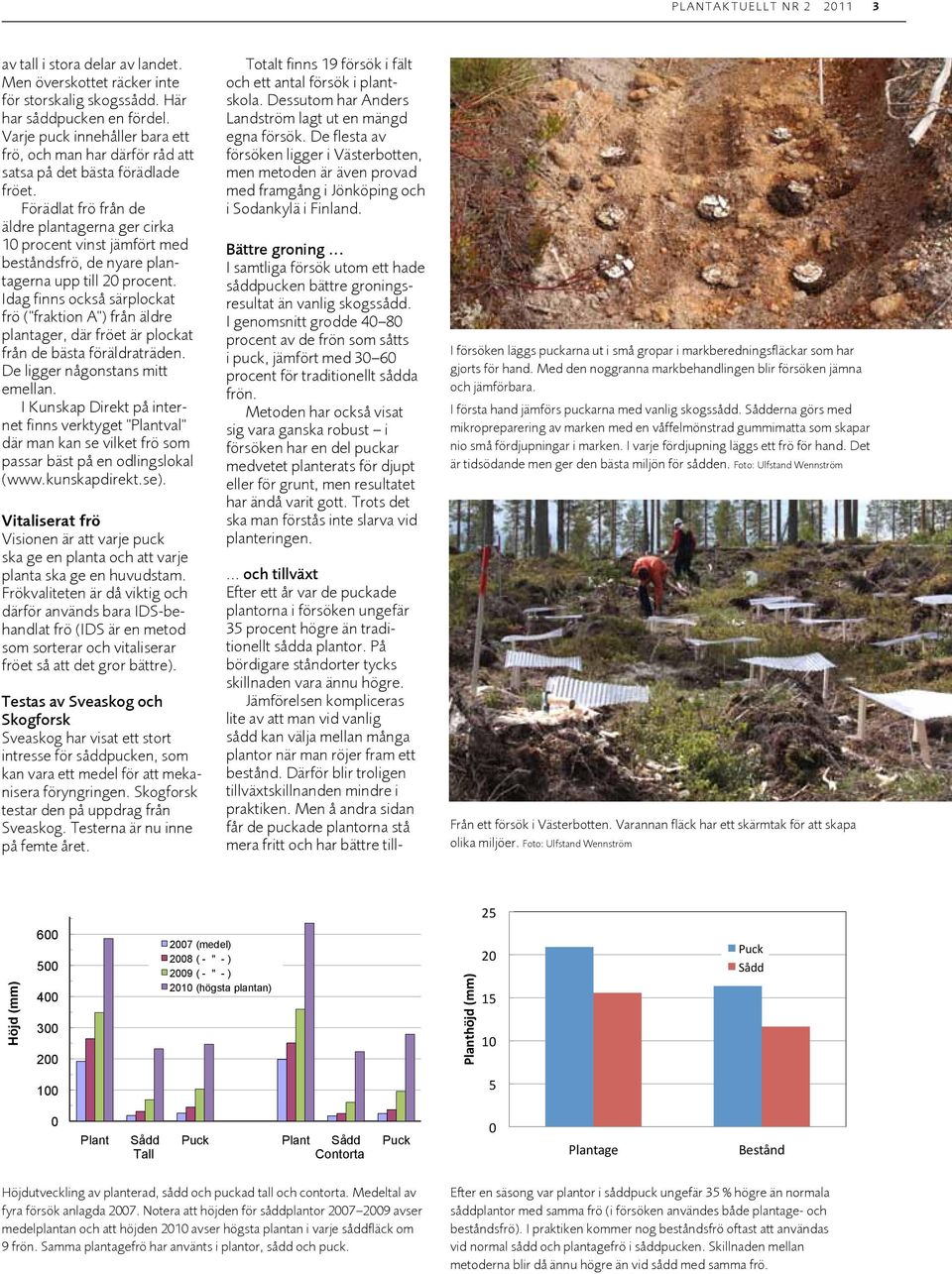 Förädlat frö från de äldre plantagerna ger cirka 1 procent vinst jämfört med beståndsfrö, de nyare plantagerna upp till 2 procent.